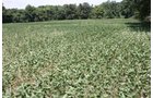 Property photo 6 - 78 Acres offered in 1 tract